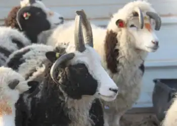 طرح توجیهی احداث فارم پرورش گوسفند رومانوف