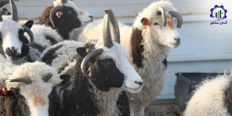 طرح توجیهی احداث فارم پرورش گوسفند رومانوف
