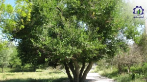 طرح توجیهی احداث فارم کاشت درخت آبنوس