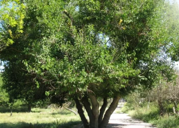 طرح توجیهی احداث فارم کاشت درخت آبنوس