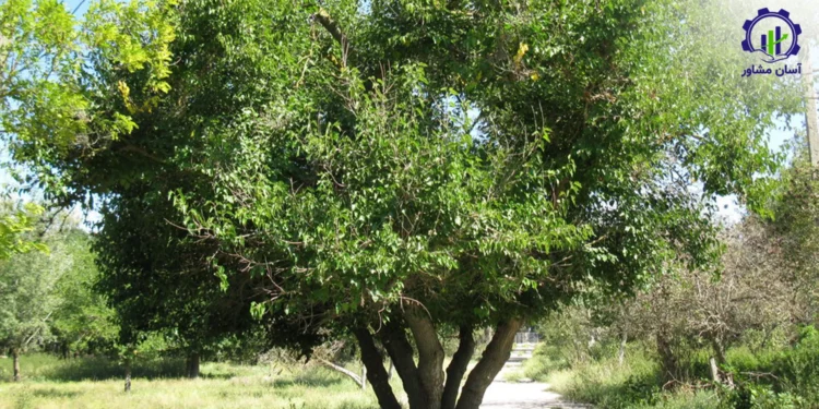 طرح توجیهی احداث فارم کاشت درخت آبنوس