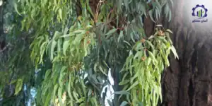 طرح توجیهی احداث فارم کاشت درخت اکالیپتوس