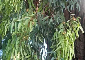 طرح توجیهی احداث فارم کاشت درخت اکالیپتوس