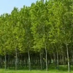 طرح توجیهی احداث فارم کاشت درخت سپیدار