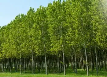 طرح توجیهی احداث فارم کاشت درخت سپیدار