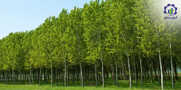طرح توجیهی احداث فارم کاشت درخت سپیدار