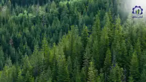 طرح توجیهی احداث فارم کاشت درخت صنوبر