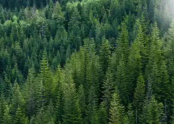 طرح توجیهی احداث فارم کاشت درخت صنوبر