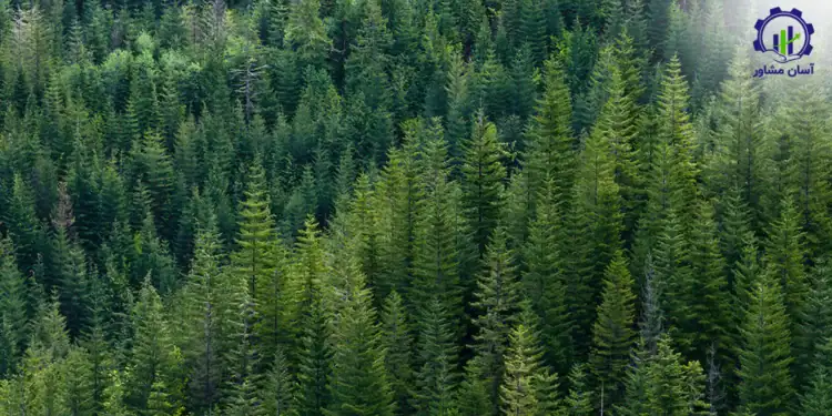 طرح توجیهی احداث فارم کاشت درخت صنوبر