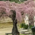 طرح توجیهی احداث فارم کاشت درخت گز