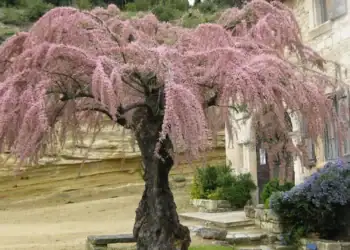 طرح توجیهی احداث فارم کاشت درخت گز