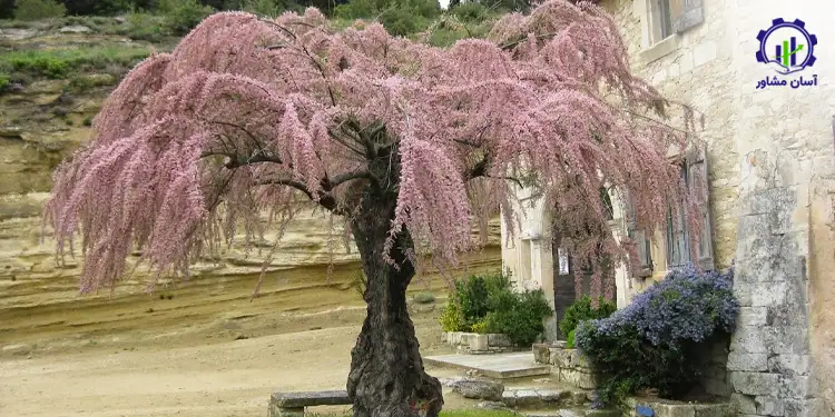 طرح توجیهی احداث فارم کاشت درخت گز