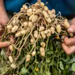 طرح توجیهی احداث فارم کشت بادام زمینی