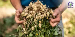 طرح توجیهی احداث فارم کشت بادام زمینی