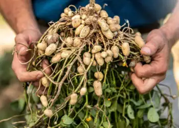 طرح توجیهی احداث فارم کشت بادام زمینی