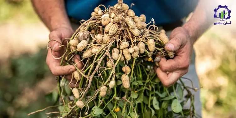 طرح توجیهی احداث فارم کشت بادام زمینی
