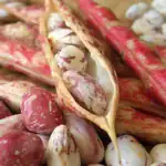 طرح توجیهی احداث فارم کشت لوبیا چیتی