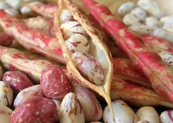 طرح توجیهی احداث فارم کشت لوبیا چیتی