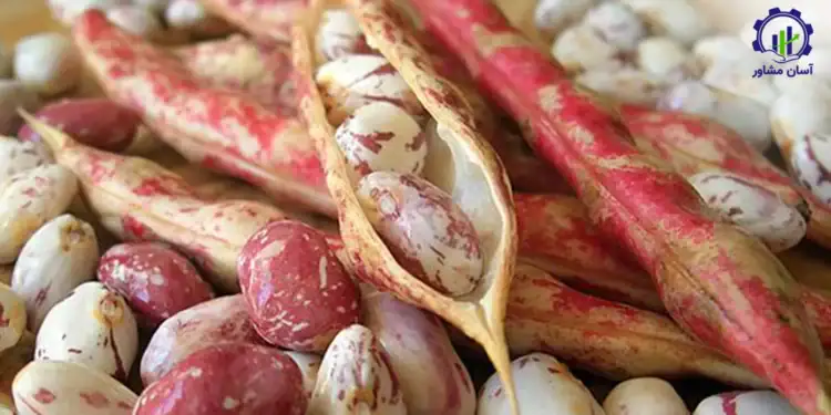 طرح توجیهی احداث فارم کشت لوبیا چیتی