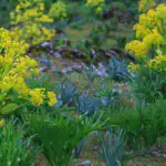 طرح توجیهی احداث فارم کشت گیاه آنغوزه