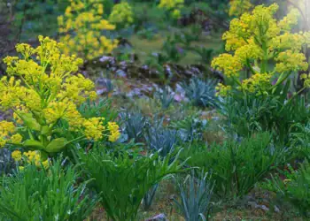 طرح توجیهی احداث فارم کشت گیاه آنغوزه