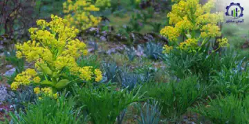 طرح توجیهی احداث فارم کشت گیاه آنغوزه