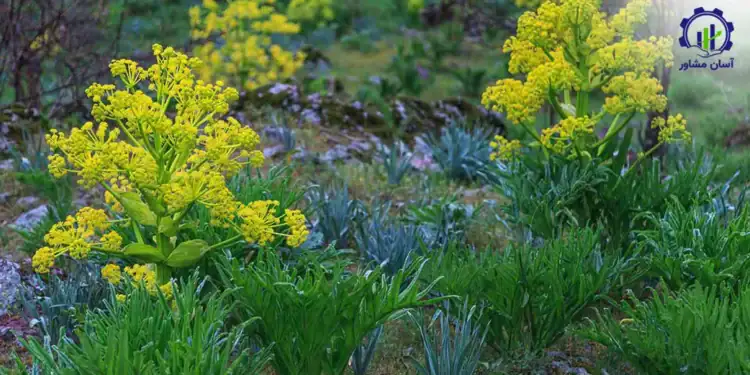 طرح توجیهی احداث فارم کشت گیاه آنغوزه