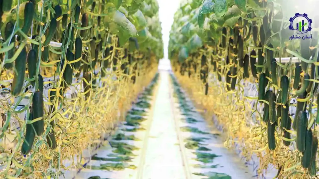 طرح توجیهی احداث گلخانه خیار