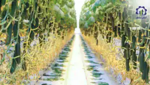 طرح توجیهی احداث گلخانه خیار