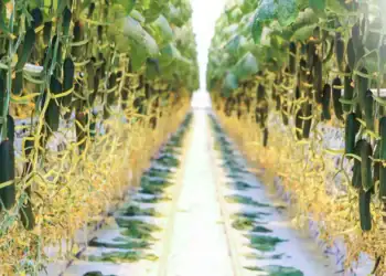 طرح توجیهی احداث گلخانه خیار