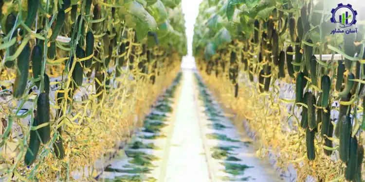 طرح توجیهی احداث گلخانه خیار