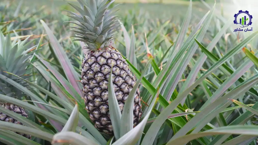 طرح توجیهی احداث گلخانه کاشت آناناس