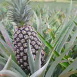 طرح احداث گلخانه کاشت آناناس