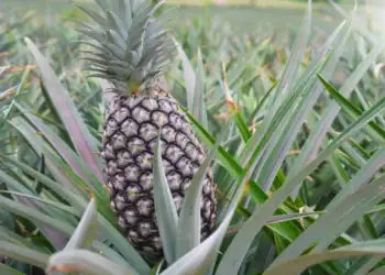 طرح توجیهی احداث گلخانه کاشت آناناس