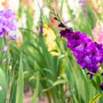 طرح توجیهی احداث گلخانه کاشت گل گلایل