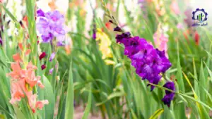 طرح توجیهی احداث گلخانه کاشت گل گلایل