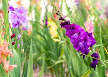 طرح توجیهی احداث گلخانه کاشت گل گلایل