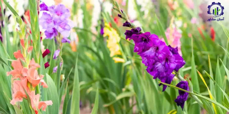 طرح توجیهی احداث گلخانه کاشت گل گلایل