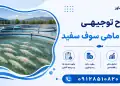 طرح پرورش ماهی سوف سفید