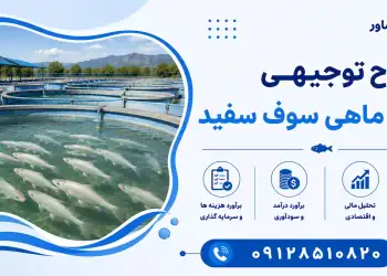 طرح پرورش ماهی سوف سفید