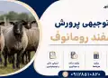 طرح پرورش گوسفند رومانوف
