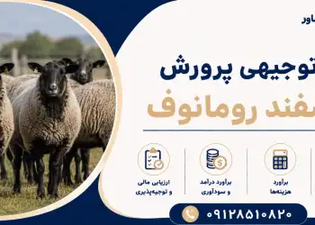 طرح پرورش گوسفند رومانوف