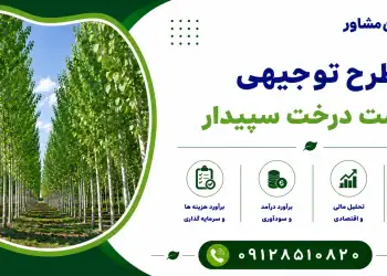 طرح کاشت درخت سپیدار