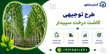طرح کاشت درخت سپیدار