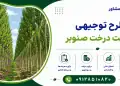 طرح کاشت درخت صنوبر