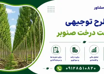 طرح کاشت درخت صنوبر