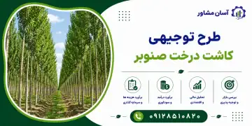 طرح کاشت درخت صنوبر