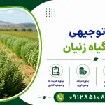 طرح کشت گیاه زنیان