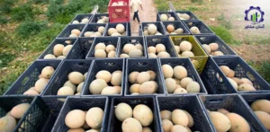 بررسی بازار داخلی و خارجی بوته طالبی
