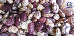 بررسی بازار داخلی و خارجی لوبیا لیما